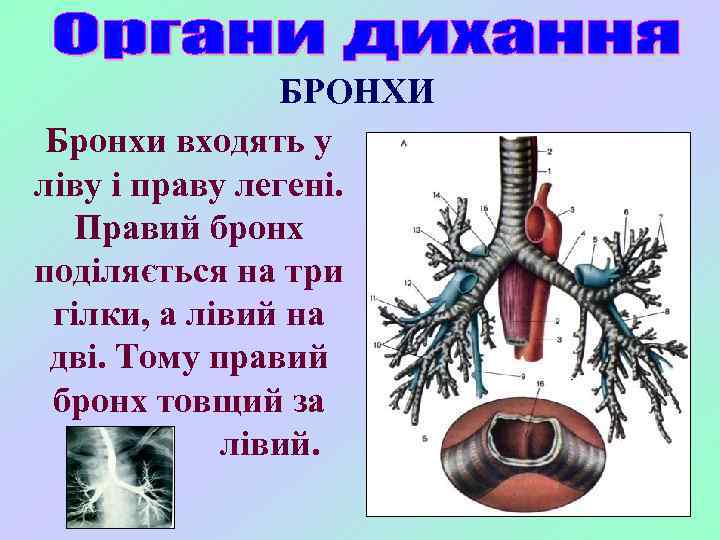 БРОНХИ Бронхи входять у ліву і праву легені. Правий бронх поділяється на три гілки,