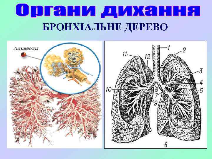 БРОНХІАЛЬНЕ ДЕРЕВО 