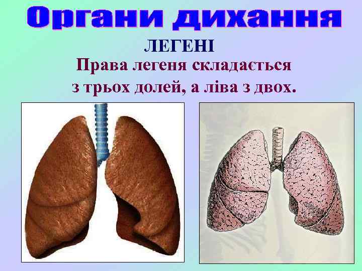 ЛЕГЕНІ Права легеня складається з трьох долей, а ліва з двох. 