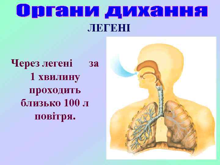 ЛЕГЕНІ Через легені за 1 хвилину проходить близько 100 л повітря. 