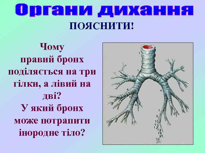 ПОЯСНИТИ! Чому правий бронх поділяється на три гілки, а лівий на дві? У який