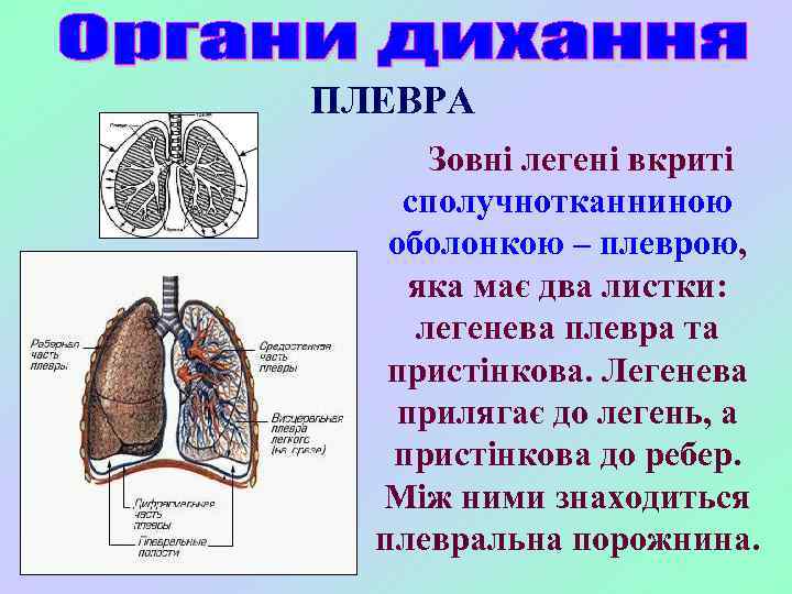 ПЛЕВРА Зовні легені вкриті сполучнотканниною оболонкою – плеврою, яка має два листки: легенева плевра