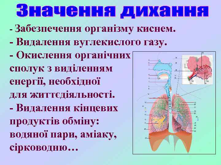 - Забезпечення організму киснем. - Видалення вуглекислого газу. - Окислення органічних сполук з виділенням