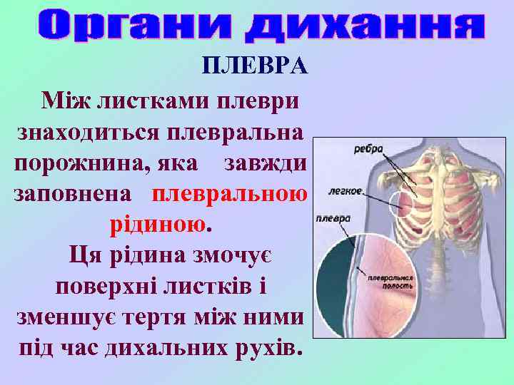 ПЛЕВРА Між листками плеври знаходиться плевральна порожнина, яка завжди заповнена плевральною рідиною. Ця рідина