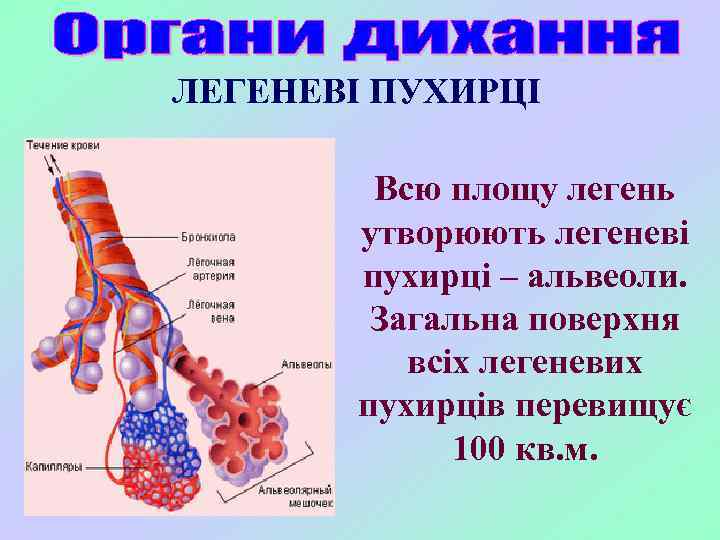 ЛЕГЕНЕВІ ПУХИРЦІ Всю площу легень утворюють легеневі пухирці – альвеоли. Загальна поверхня всіх легеневих