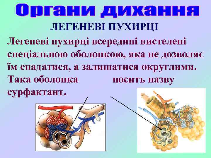 ЛЕГЕНЕВІ ПУХИРЦІ Легеневі пухирці всередині вистелені спеціальною оболонкою, яка не дозволяє їм спадатися, а