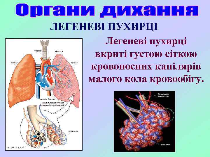 ЛЕГЕНЕВІ ПУХИРЦІ Легеневі пухирці вкриті густою сіткою кровоносних капілярів малого кола кровообігу. 