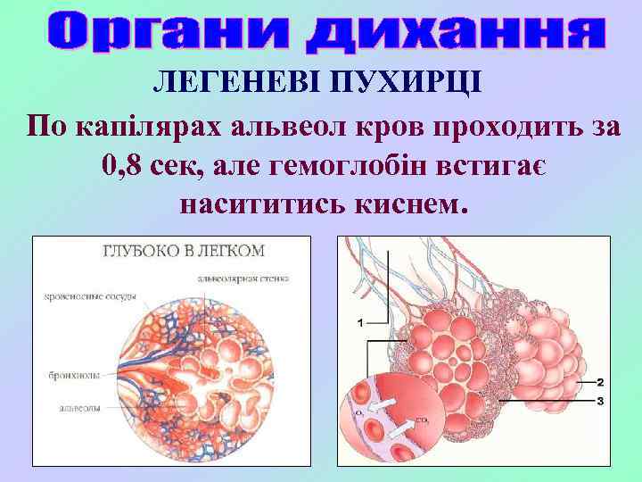ЛЕГЕНЕВІ ПУХИРЦІ По капілярах альвеол кров проходить за 0, 8 сек, але гемоглобін встигає