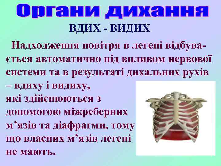 ВДИХ - ВИДИХ Надходження повітря в легені відбувається автоматично під впливом нервової системи та