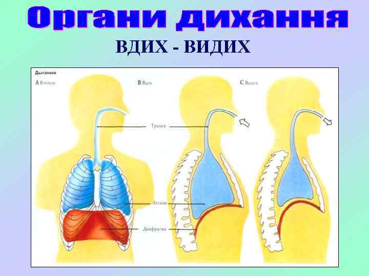 ВДИХ - ВИДИХ 