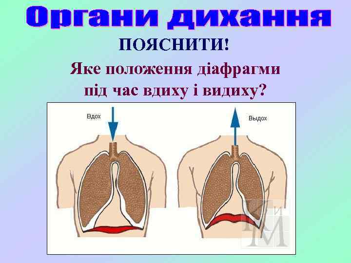 ПОЯСНИТИ! Яке положення діафрагми під час вдиху і видиху? 