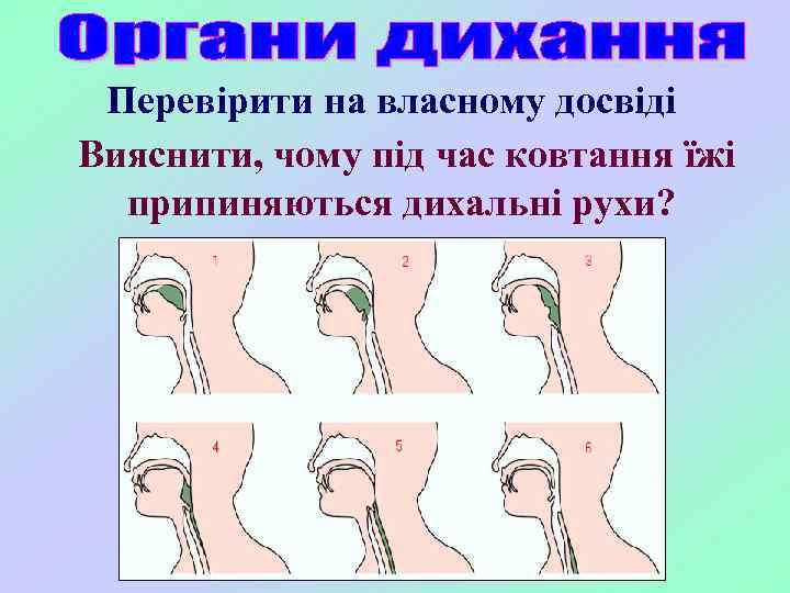 Перевірити на власному досвіді Вияснити, чому під час ковтання їжі припиняються дихальні рухи? 