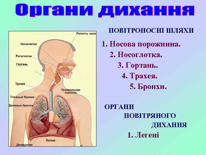 ПОВІТРОНОСНІ ШЛЯХИ 1. Носова порожнина. 2. Носоглотка. 3. Гортань. 4. Трахея. 5. Бронхи. ОРГАНИ