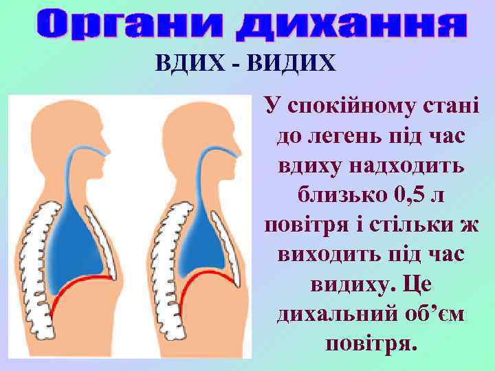 ВДИХ - ВИДИХ У спокійному стані до легень під час вдиху надходить близько 0,