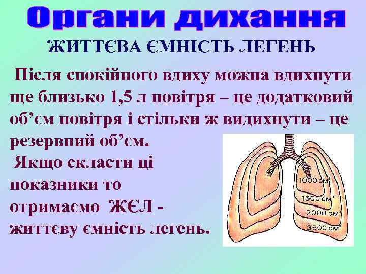 ЖИТТЄВА ЄМНІСТЬ ЛЕГЕНЬ Після спокійного вдиху можна вдихнути ще близько 1, 5 л повітря