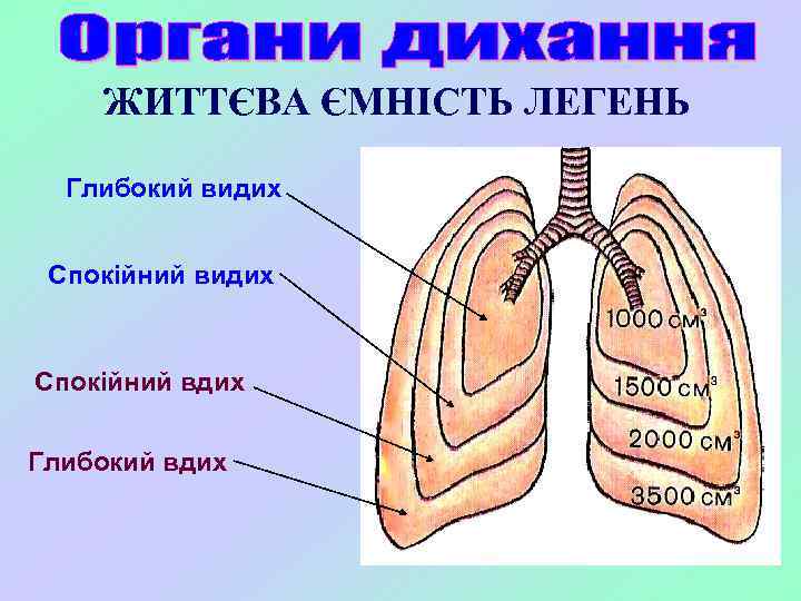 ЖИТТЄВА ЄМНІСТЬ ЛЕГЕНЬ Глибокий видих Спокійний вдих Глибокий вдих 