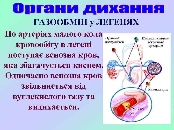 ГАЗООБМІН у ЛЕГЕНЯХ По артеріях малого кола кровообігу в легені поступає венозна кров, яка
