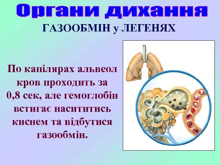 ГАЗООБМІН у ЛЕГЕНЯХ По капілярах альвеол кров проходить за 0, 8 сек, але гемоглобін