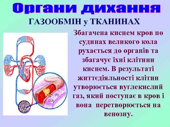 ГАЗООБМІН у ТКАНИНАХ Збагачена киснем кров по судинах великого кола рухається до органів та