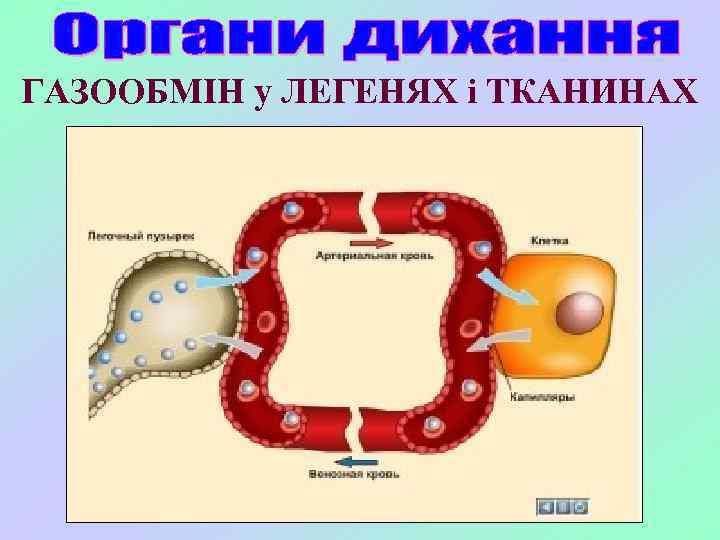ГАЗООБМІН у ЛЕГЕНЯХ і ТКАНИНАХ 