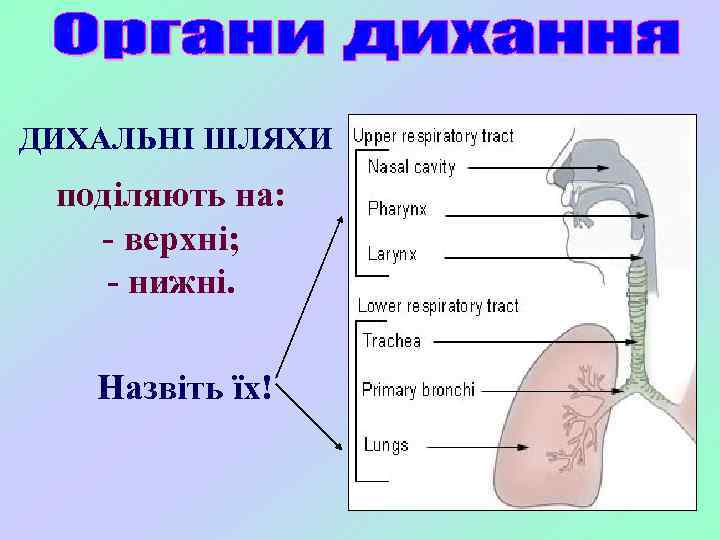 ДИХАЛЬНІ ШЛЯХИ поділяють на: - верхні; - нижні. Назвіть їх! 
