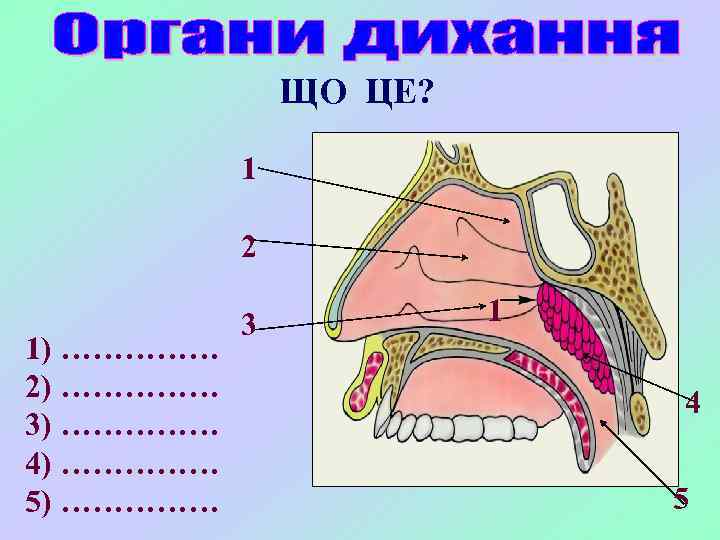 ЩО ЦЕ? 1 2 1) …………… 2) …………… 3) …………… 4) …………… 5) ……………