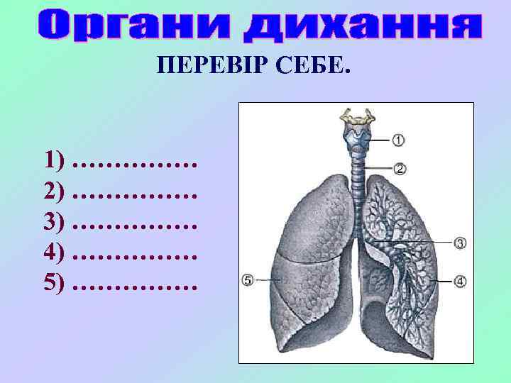 ПЕРЕВІР СЕБЕ. 1) …………… 2) …………… 3) …………… 4) …………… 5) …………… 