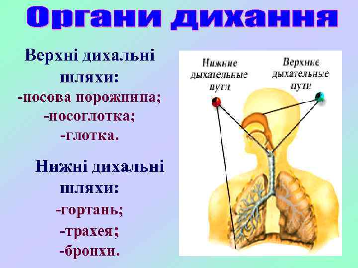 Верхні дихальні шляхи: -носова порожнина; -носоглотка; -глотка. Нижні дихальні шляхи: -гортань; -трахея; -бронхи. 