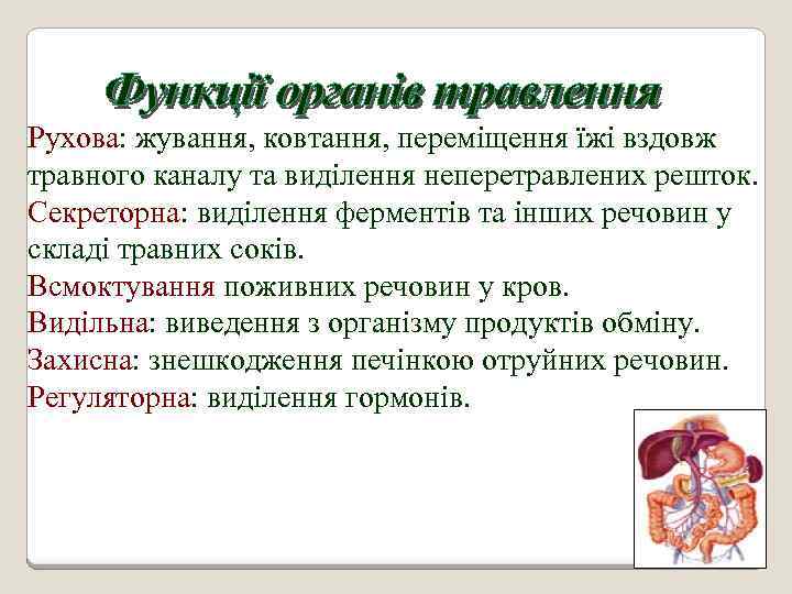 Рухова: жування, ковтання, переміщення їжі вздовж травного каналу та виділення неперетравлених решток. Секреторна: виділення