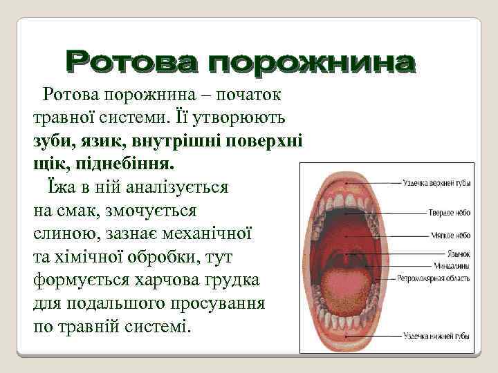 Ротова порожнина – початок травної системи. Її утворюють зуби, язик, внутрішні поверхні щік, піднебіння.