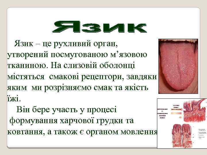 Язик – це рухливий орган, утворений посмугованою м’язовою тканиною. На слизовій оболонці містяться смакові