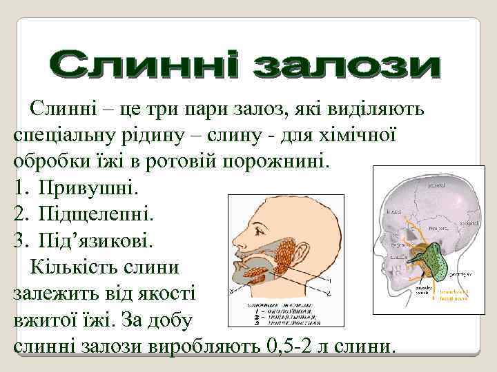 Слинні – це три пари залоз, які виділяють спеціальну рідину – слину - для