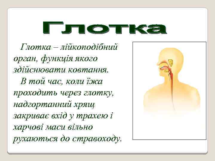 Глотка – лійкоподібний орган, функція якого здійснювати ковтання. В той час, коли їжа проходить