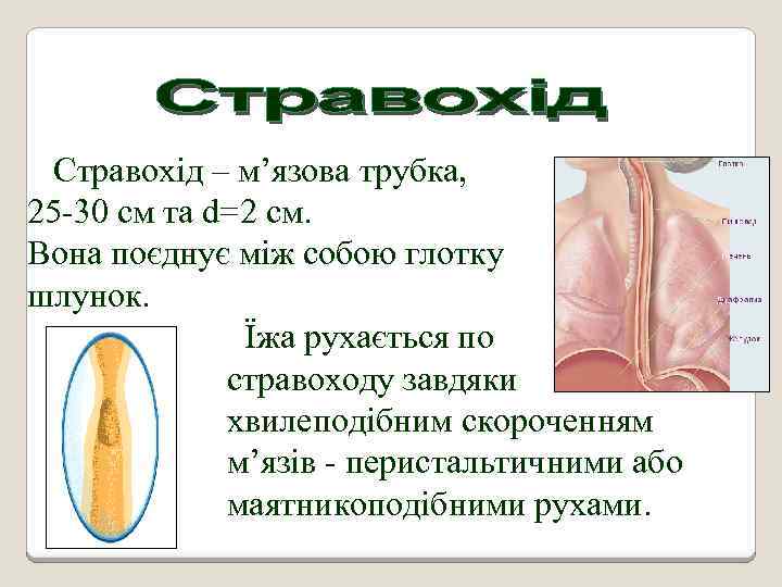 Стравохід – м’язова трубка, довжиною 25 -30 cм та d=2 см. Вона поєднує між