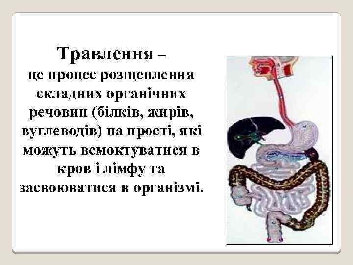 Травлення – це процес розщеплення складних органічних речовин (білків, жирів, вуглеводів) на прості, які