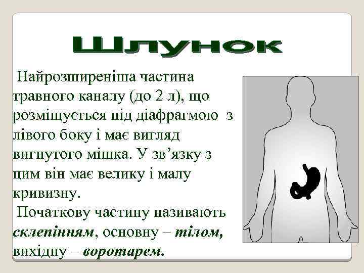 Найрозширеніша частина травного каналу (до 2 л), що розміщується під діафрагмою з лівого боку