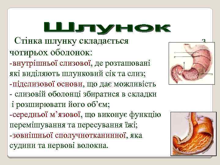 Стінка шлунку складається чотирьох оболонок: -внутрішньої слизової, де розташовані які виділяють шлунковий сік та