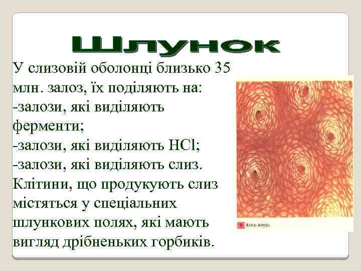 У слизовій оболонці близько 35 млн. залоз, їх поділяють на: -залози, які виділяють ферменти;