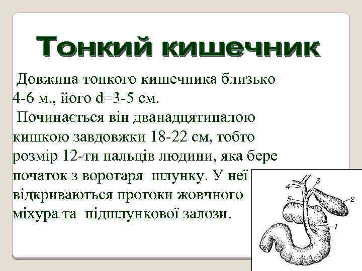 Довжина тонкого кишечника близько 4 -6 м. , його d=3 -5 см. Починається він