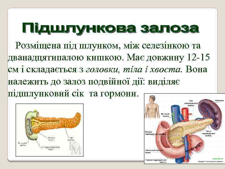 Розміщена під шлунком, між селезінкою та дванадцятипалою кишкою. Має довжину 12 -15 см і