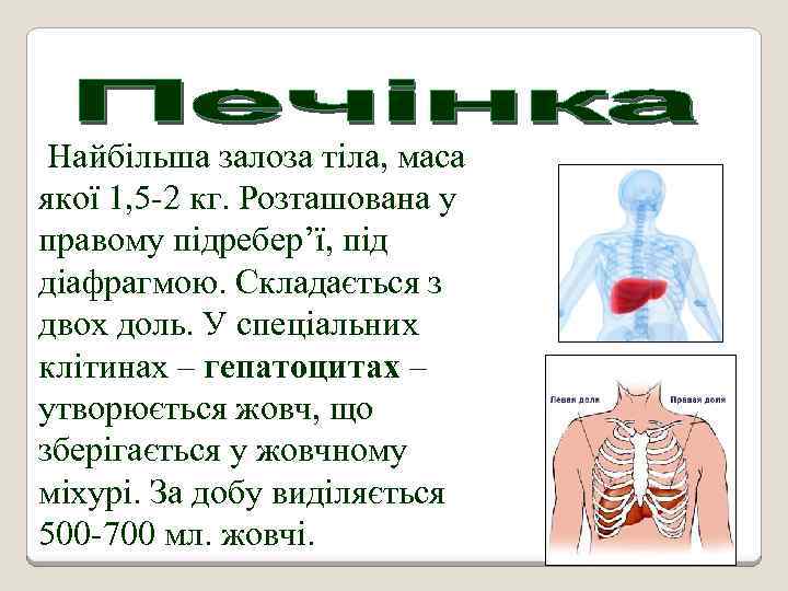 Найбільша залоза тіла, маса якої 1, 5 -2 кг. Розташована у правому підребер’ї, під