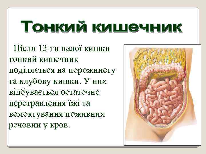Після 12 -ти палої кишки тонкий кишечник поділяється на порожнисту та клубову кишки. У