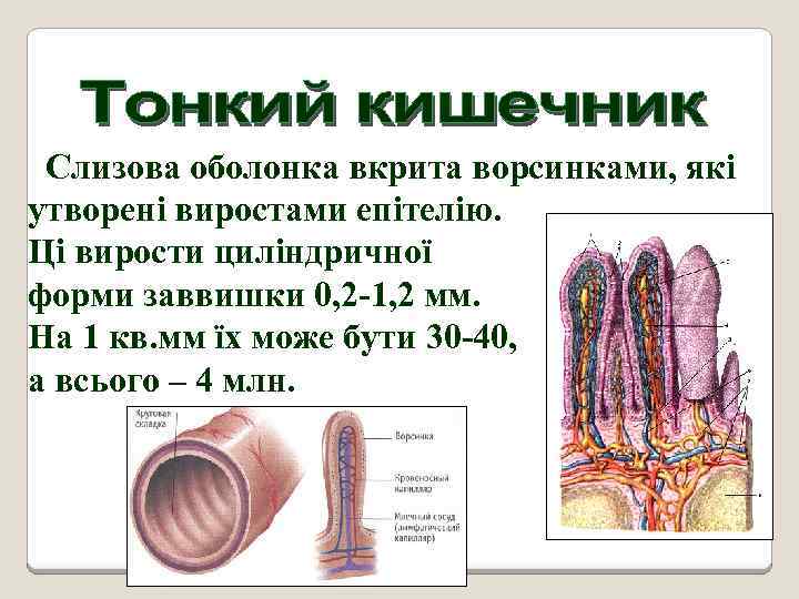 Слизова оболонка вкрита ворсинками, які утворені виростами епітелію. Ці вирости циліндричної форми заввишки 0,