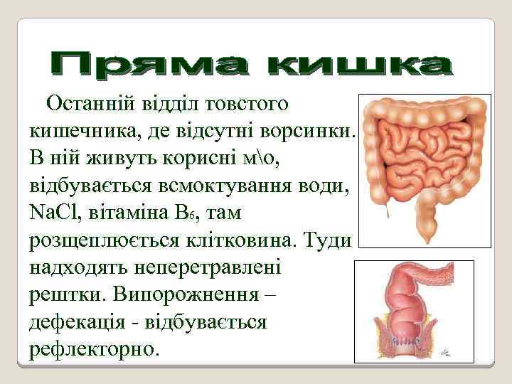 Останній відділ товстого кишечника, де відсутні ворсинки. В ній живуть корисні мо, відбувається всмоктування