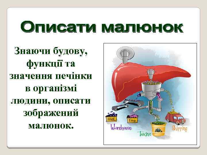 Знаючи будову, функції та значення печінки в організмі людини, описати зображений малюнок. 