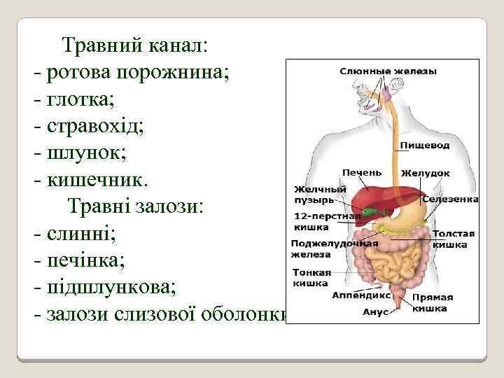 Травний канал: - ротова порожнина; - глотка; - стравохід; - шлунок; - кишечник. Травні