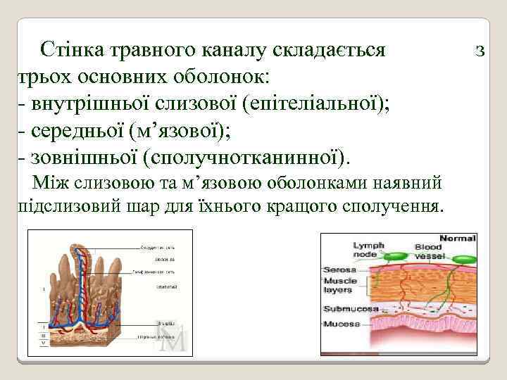Стінка травного каналу складається трьох основних оболонок: - внутрішньої слизової (епітеліальної); - середньої (м’язової);