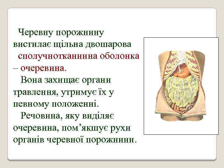 Черевну порожнину вистилає щільна двошарова сполучнотканинна оболонка – очеревина. Вона захищає органи травлення, утримує