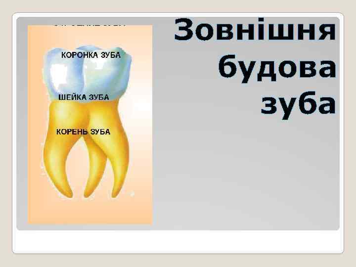 Зовнішня будова зуба 