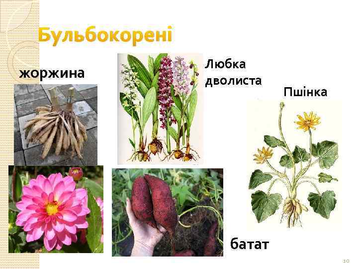 Бульбокорені жоржина Любка дволиста Пшінка батат 10 